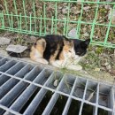 문막농협공단클린주유소 이미지