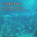 ㈜대양 | 제주도 8월 여행 아이랑 가볼만한 곳 아쿠아플라넷 n년차 재방문(주차, 할인, 공연 시간 정보)