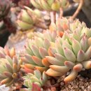 석인농장 이미지