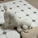 플레이 바우 이미지