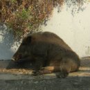 강원대학교 야생동물구조센터 이미지