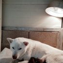 신기 이미지