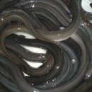 갑을장어 이미지