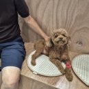보리와 차이야기 | 철산 동물병원) 강아지 &#34;보리&#34; 구토 설사 증상, 췌장염 입원 치료 후기