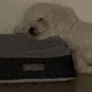 댕겨오시개 이미지