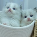 강남 고양이 분양 냥블리 이미지