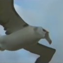 알바트로스 이미지