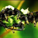 6.20 곤충강 _ 벌목2 (영어 이름 Sawflies, Ichneumons, Braconids, Wasps, Ants, Bees) 이미지