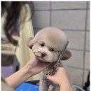 행복애견미용실 | 2동탄애견호텔 강아지의 행복을 위한 선택, 동탄 강아지 미용실 후기