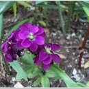 비단향꽃무 이미지