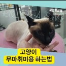 로댕 펫 살롱 이미지