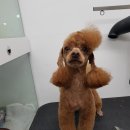 D&C 그루밍 샵 이미지