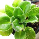 도도버드 이미지