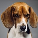 웰씨코리아 이미지