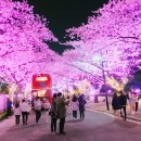 청풍면 복지회관 | [여행] 2018년 벚꽃 개화시기 / 벚꽃 축제