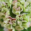 더숲엔젤 이미지