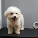 예뻐해줄개 이미지