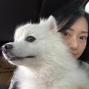 한스애견 | 애견동반 가을캠핑 횡성 노섬브리아 금순이 사이트 후기