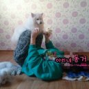 펫이소
