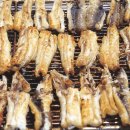 비장어 장어 이미지