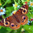 나비의꿈-호접지몽 이미지