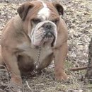 불독 PC방 이미지