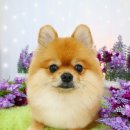 모카애견 이미지