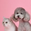 현대 강아지＆고양이 이미지