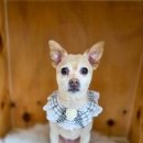 김포24시힐동물의료센터 이미지