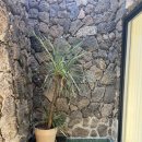 히든자왈 이미지