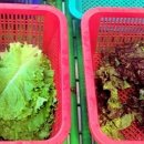 코찜코다리 이미지