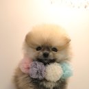 안녕 댕댕아 이미지