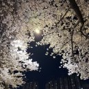 신화로 닭발 | [의정부맛집] 중랑천 벚꽃 구경 후 가성비 최고! 안주가 맛있는 '신화포차' 닭발 후기