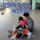6720 | 부산 돌아기랑 강아지 없어도 입장가능 광안리 도그민 솔직후기 주차, 드론쇼 명당