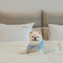 바사리 풀빌라 이미지