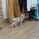 효민님의 뱅갈고양이 이미지