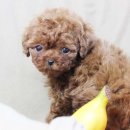 도그블랑 이미지