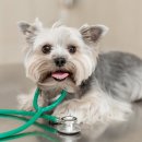 백석동물병원 이미지