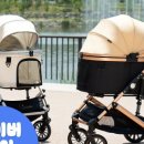 증평가정견훈련소 이미지