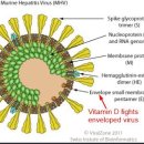 [건강] 중국의 코로나 바이러스, 비타민 D로 싸울 수 있다? 이미지