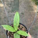 (<b>갠소</b>용) Lai châu long leaf splash ????????