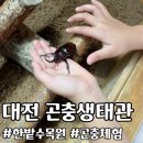 거북슈퍼자판기 | 대전 곤충생태관 한밭수목원 아이랑 가볼만한 곳