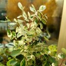 보노포스 이미지