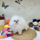 도그룸 (DO GROOM) 이미지