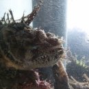 호미곶횟집 이미지