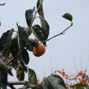 유신농장 이미지