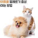 반려동물 알레르기 증상 및 검사 치료 : 강아지 고양이 털 알러지 이미지