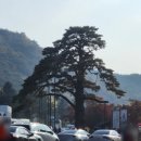 배영숙 산야초밥상 이미지