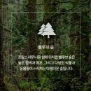 핸드워시추천 폼핸드워시 보태니컬 프리미엄 핸드워시 그레이프프루츠 대용량이라 더 좋아