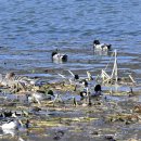 경안천의 청머리오리(Falcated teal) 이미지